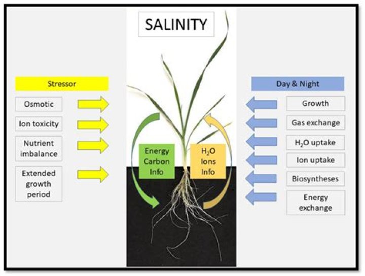 Why is high salinity bad