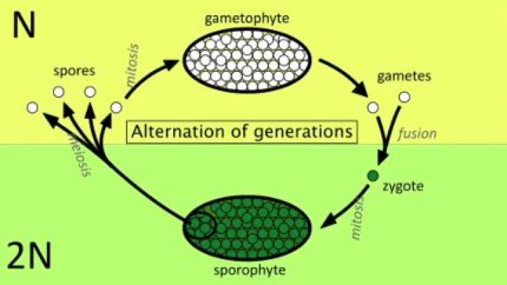 Why is it called alternation of generations