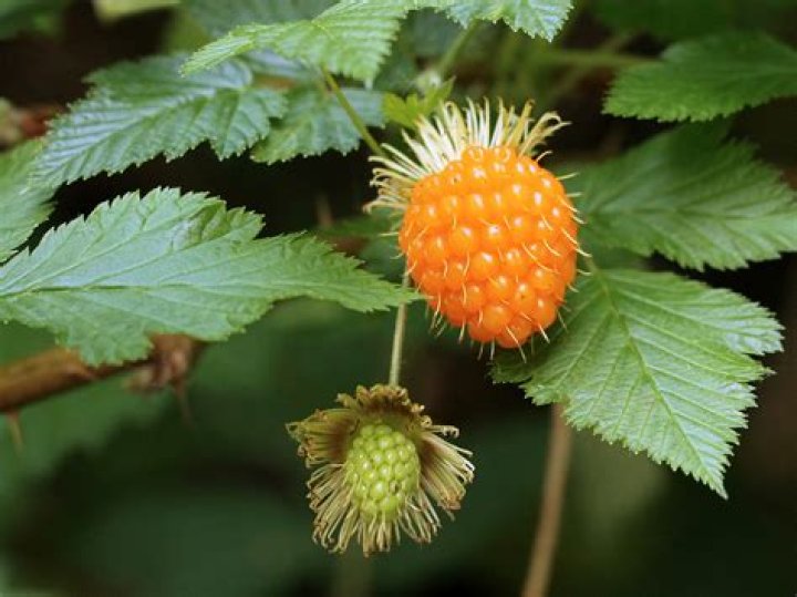Why is it called salmonberry