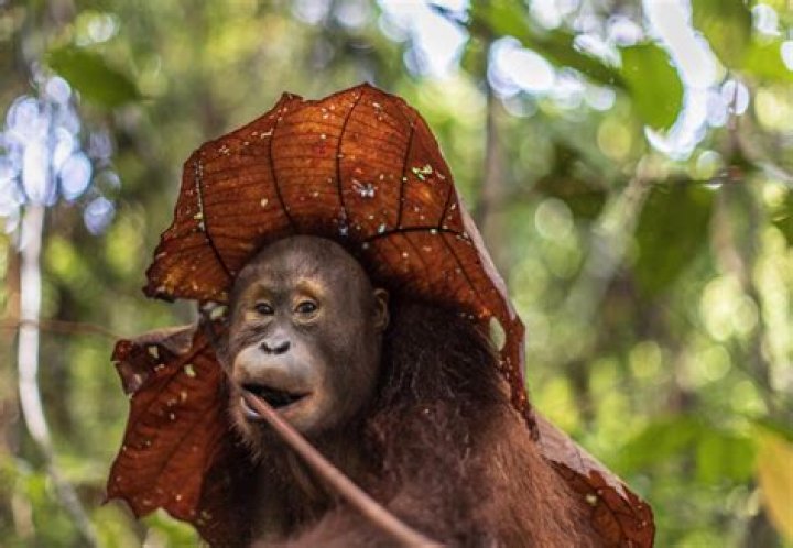 Why is it difficult to determine if animals solve problems like humans do