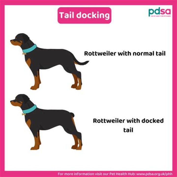 Why is it illegal to dock dogs tails