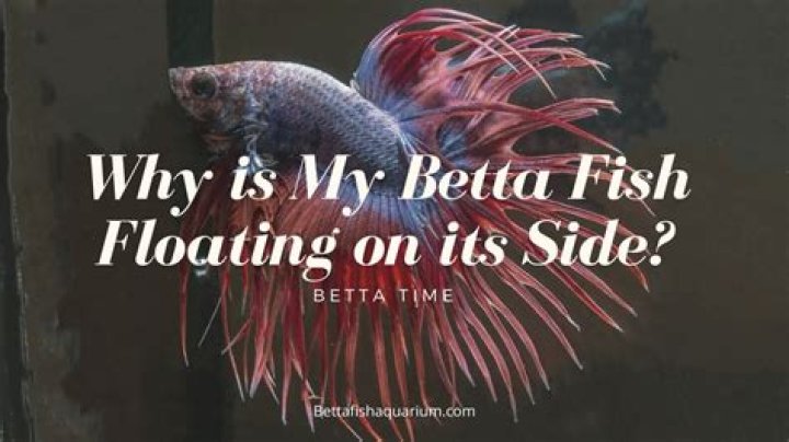 Why is my betta floating upside down