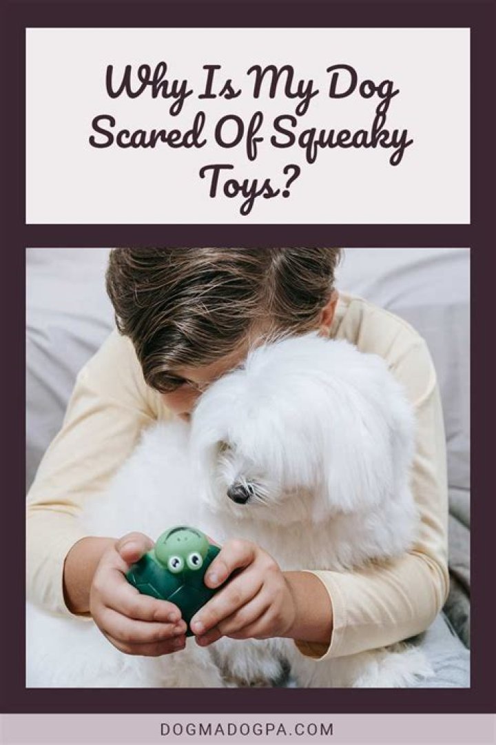 Why is my dog afraid of squeaky toys
