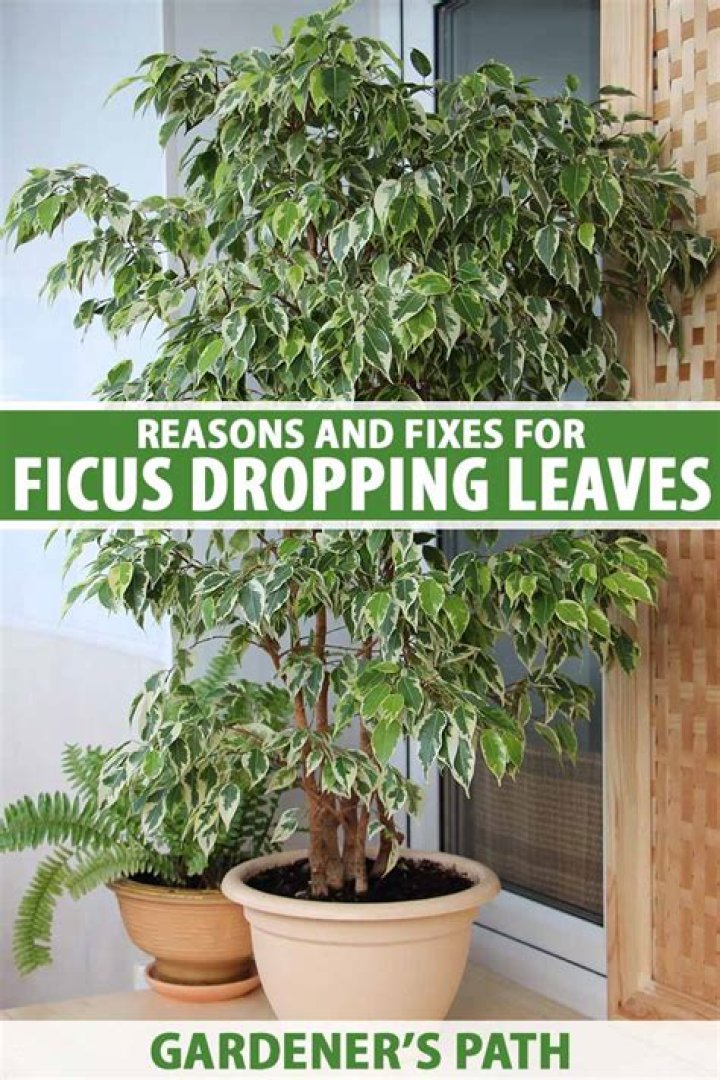 Why is my ficus dropping leaves