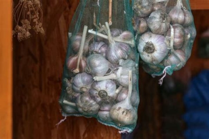 Why is my garlic not sprouting