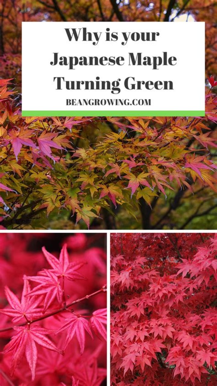 Why is my Japanese maple turning green