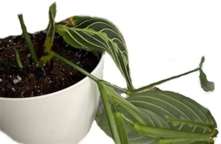 Why is my prayer plant losing color