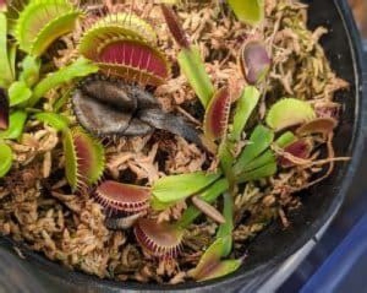 Why is my Venus fly trap closed