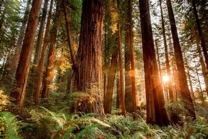 Why is Redwood a good timber tree