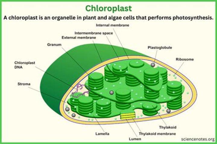 Why is the chloroplast so important
