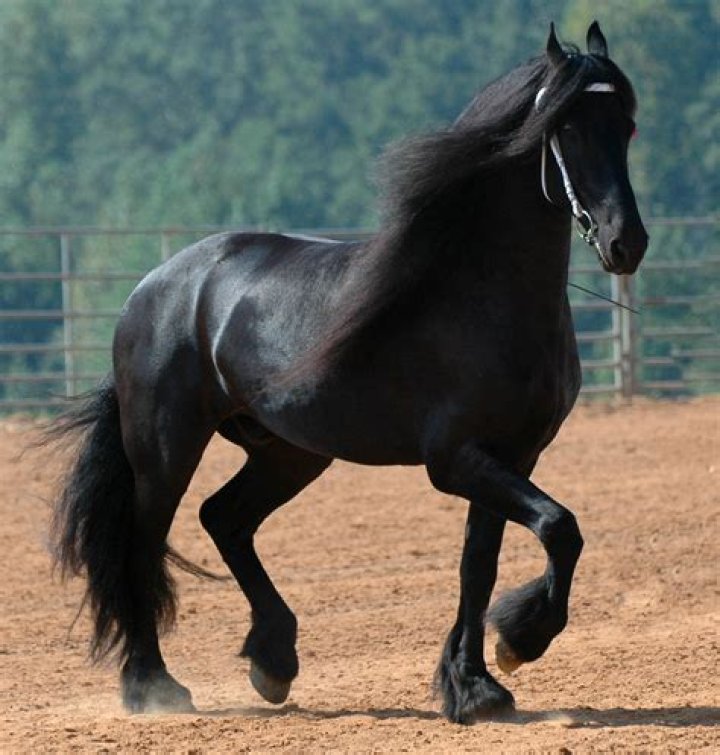 Why is the horse the state animal of New Jersey