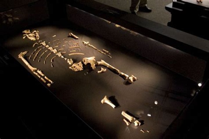 Why is the Lucy fossil famous