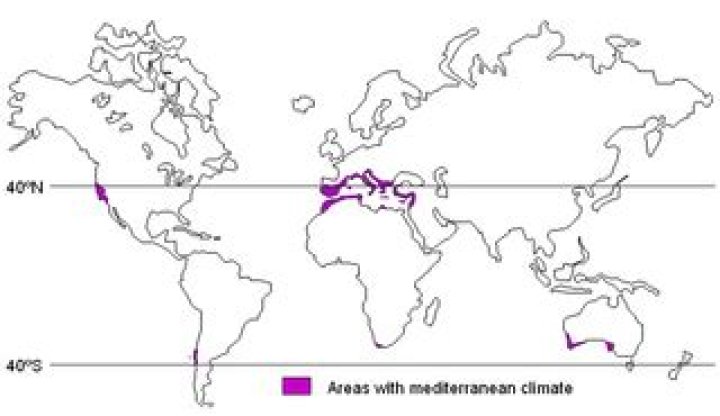 Why is the Mediterranean climate dry and warm
