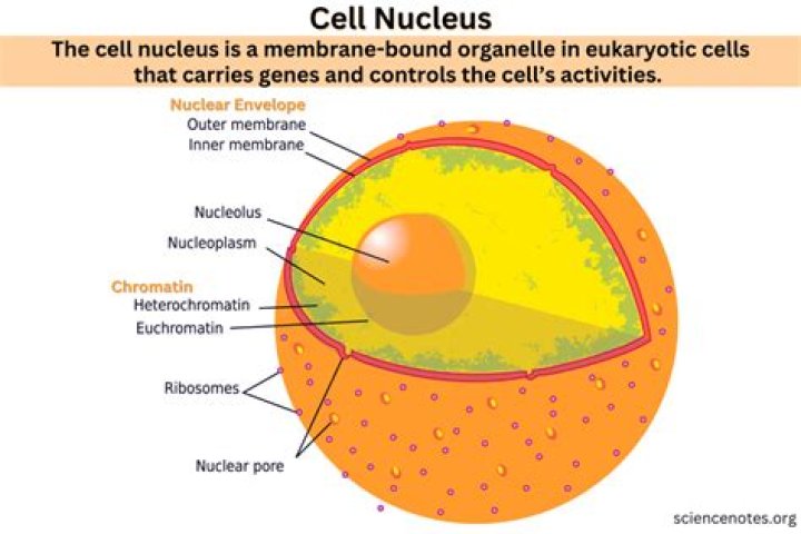 Why is the nucleus important to the cell