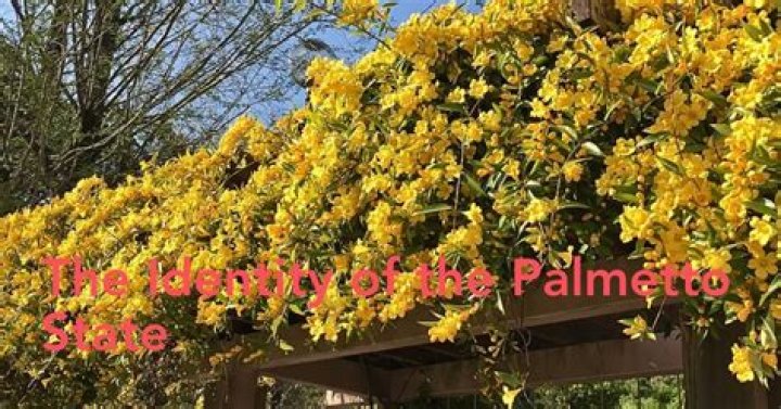 Why is the yellow jessamine the state flower of South Carolina