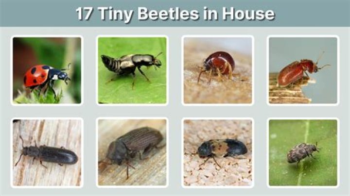 Why is there a beetle in my house