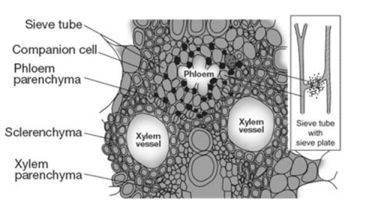 Why is xylem parenchyma living