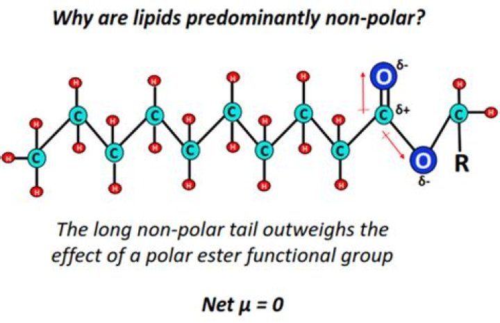 Why lipids are non polar