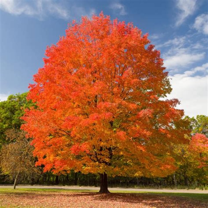 Why maple trees turn red in fall
