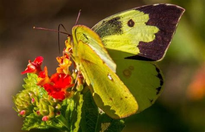 Why was the dogface butterfly chosen