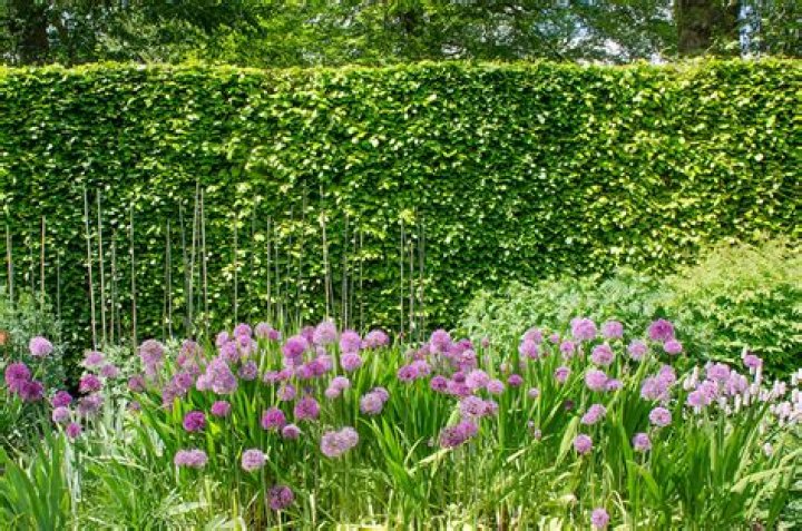 Will a beech hedge grow in shade