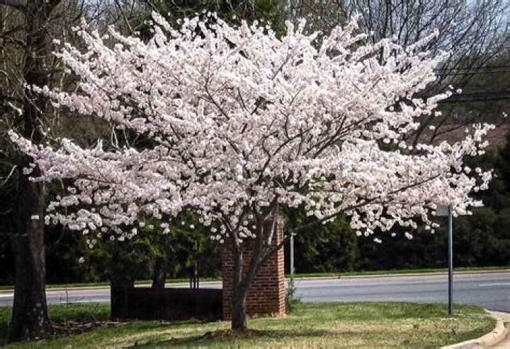 Will a cherry blossom tree grow in Florida