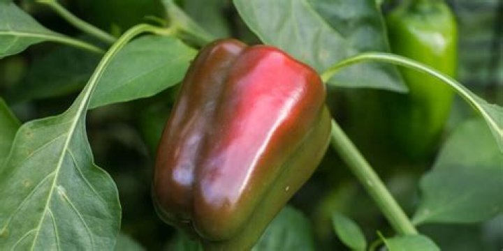 Will all peppers turn red