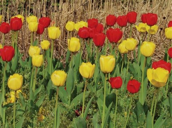 Will bulbs bloom the first year
