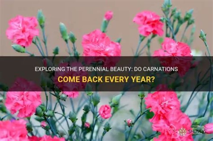 Will carnations come back every year