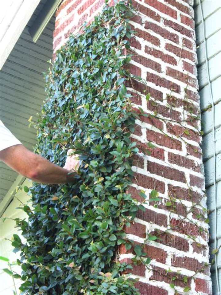 Will creeping fig damage brick