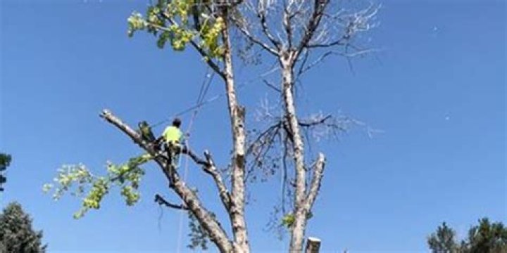 Will cutting into a tree kill it