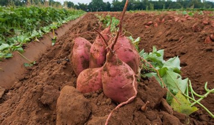 Will deer eat sweet potato vine