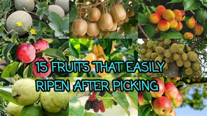 Will figs continue to ripen after picking