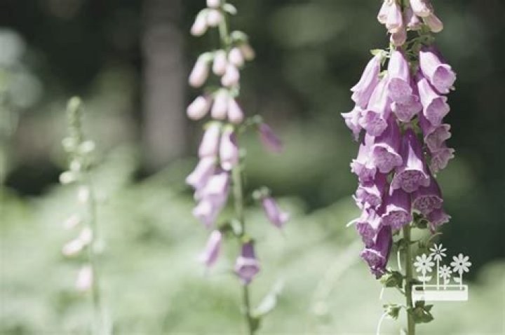 Will foxgloves come back every year