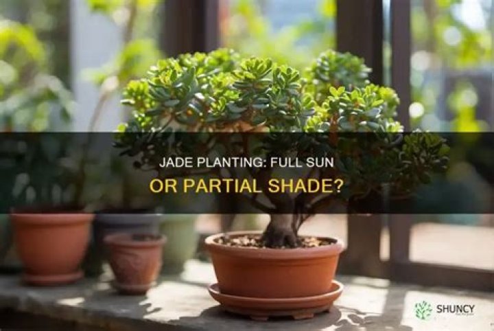 Will Jade grow in shade