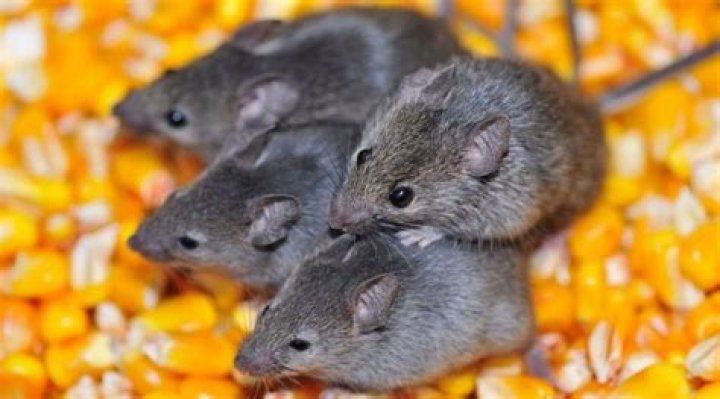 Will mice leave if you have a dog
