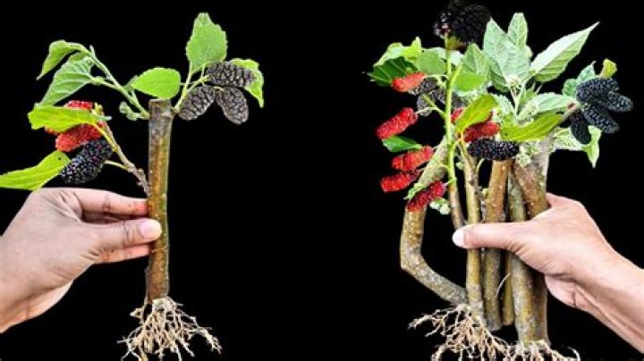 Will mulberry trees grow from cuttings