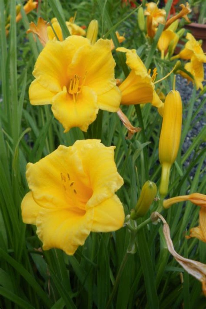 Will my daylilies bloom again