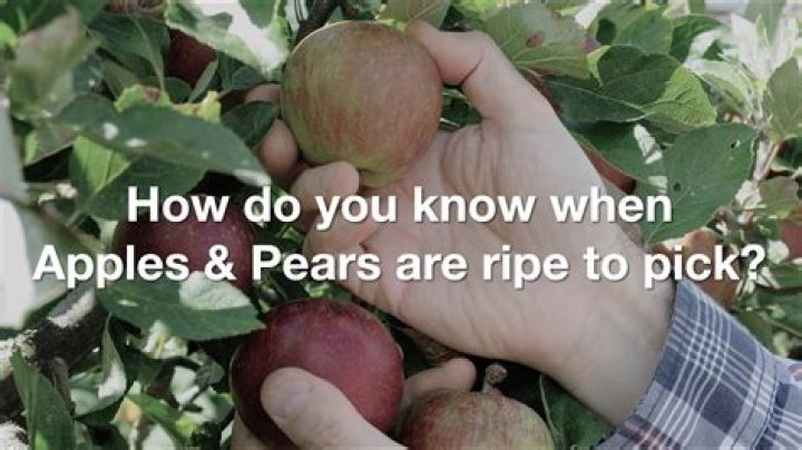 Will pears ripen after picking
