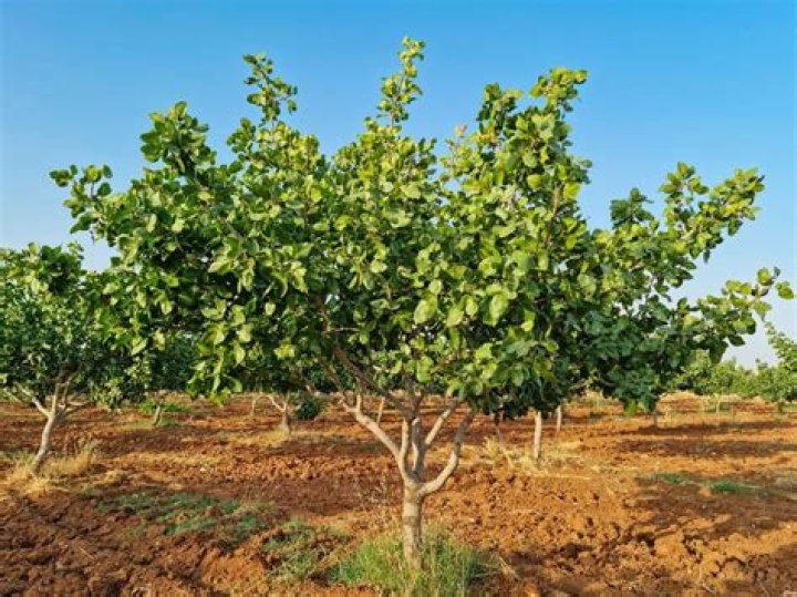 Will pistachios grow in Tennessee