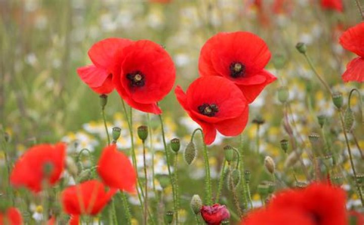 Will poppies bloom more than once