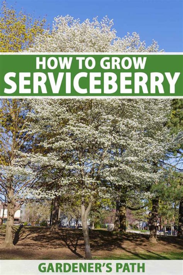Will serviceberry grow in shade