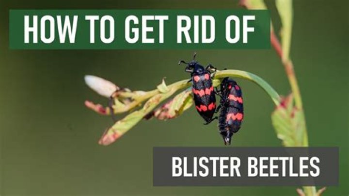 Will Sevin dust kill blister beetles