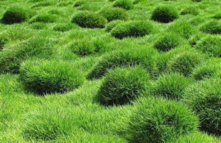 Will St Augustine take over Zoysia