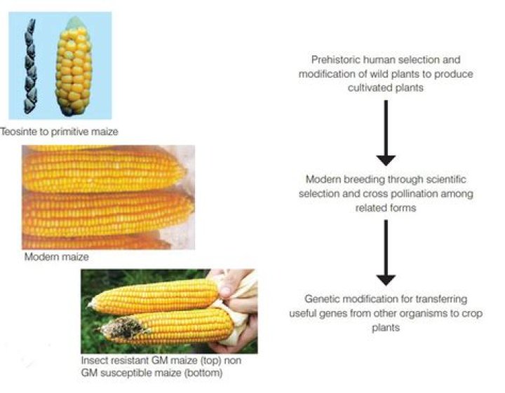 Will stolons be genetically similar or different compared to the parent plant