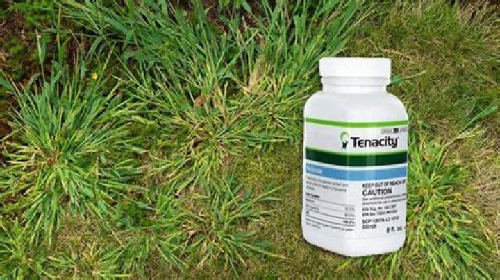 Will tenacity herbicide kill quackgrass