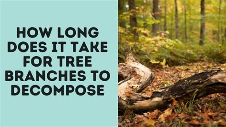 Will tree branches decompose