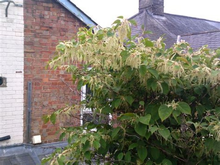 Would you buy a property with Japanese knotweed